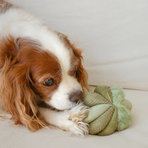 The LAMBWOLF COLLECTIVE - TOTO SILENT SNUFFLE BALL DOG TOY is a soft, light green plush ball crafted from various textured fabric segments stitched together in a flower-like or abstract shape.