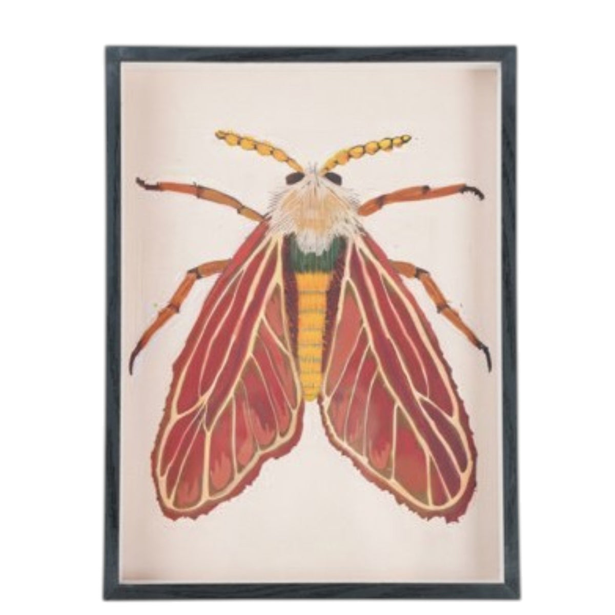 The CREATIVE COOP FRAMED ACRYLIC WALL ART, MOTHS features a vibrant moth with red and yellow wings, a yellow segmented body, and feathery antennae on a light background—ideal for botanical-themed décor.