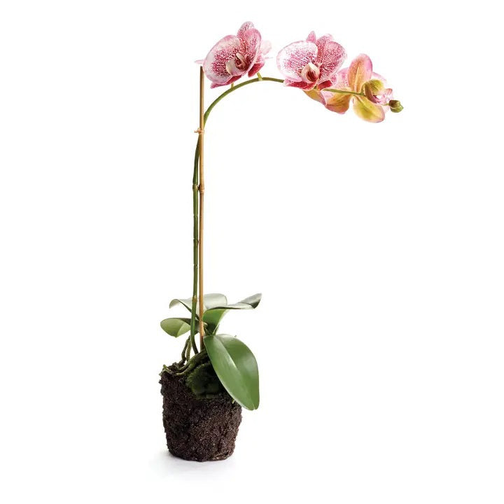 The NAPA HOME AND GARDEN Speckled Pink Phalaenopsis Orchid Drop-In, 21”, features two blooms on a curved stem with green leaves and exposed roots at the base, offering effortless, maintenance-free decor.