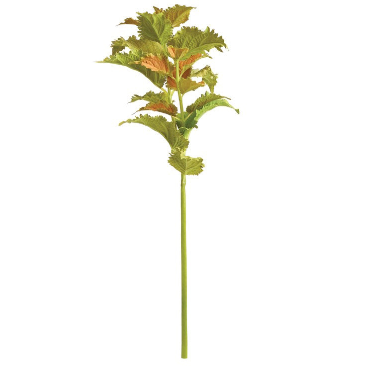 The NAPA HOME AND GARDEN - COLEUS STEM 22 is a tall artificial plant with green serrated leaves and brownish tips on a long stem, enhancing contemporary decor in any space. Its realistic appearance pops against a white background, making it perfect for home decor.