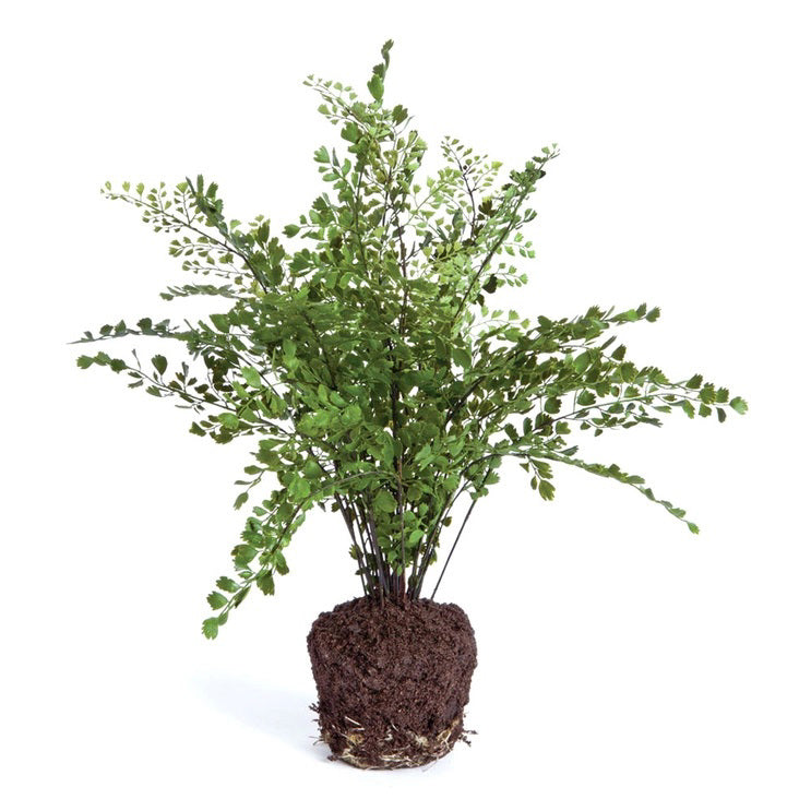 The NAPA HOME AND GARDEN - MAIDENHAIR DROP IN 18 features realistic greens and lush fronds with exposed roots in dark soil, enhancing home beauty against a white background.
