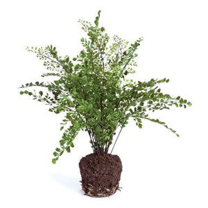 The NAPA HOME AND GARDEN - MAIDENHAIR DROP IN 18 features realistic greens and lush fronds with exposed roots in dark soil, enhancing home beauty against a white background.