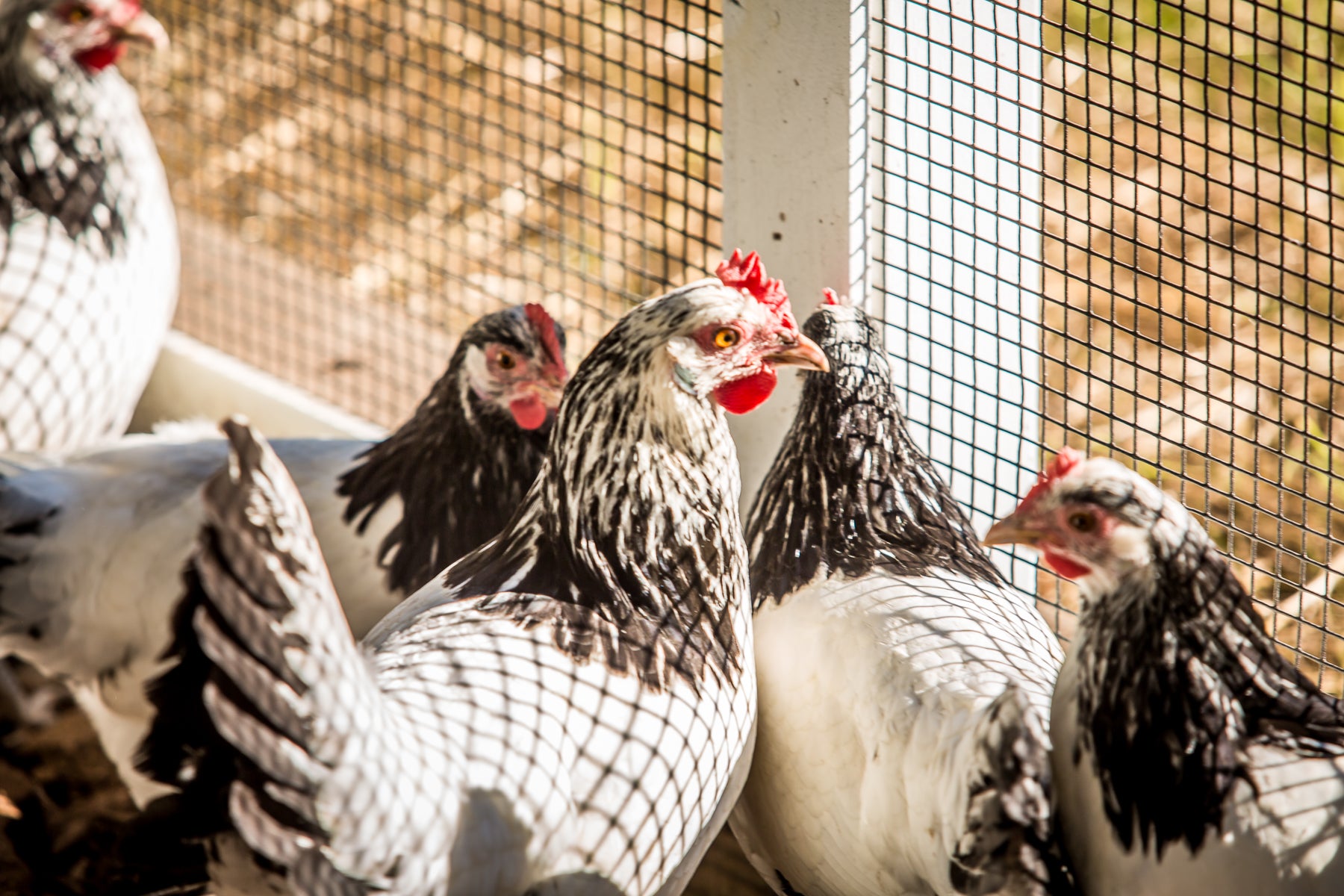 Several white chickens with black markings on their necks and tails stand together inside a wire enclosure, with sunlight shining on their feathers.