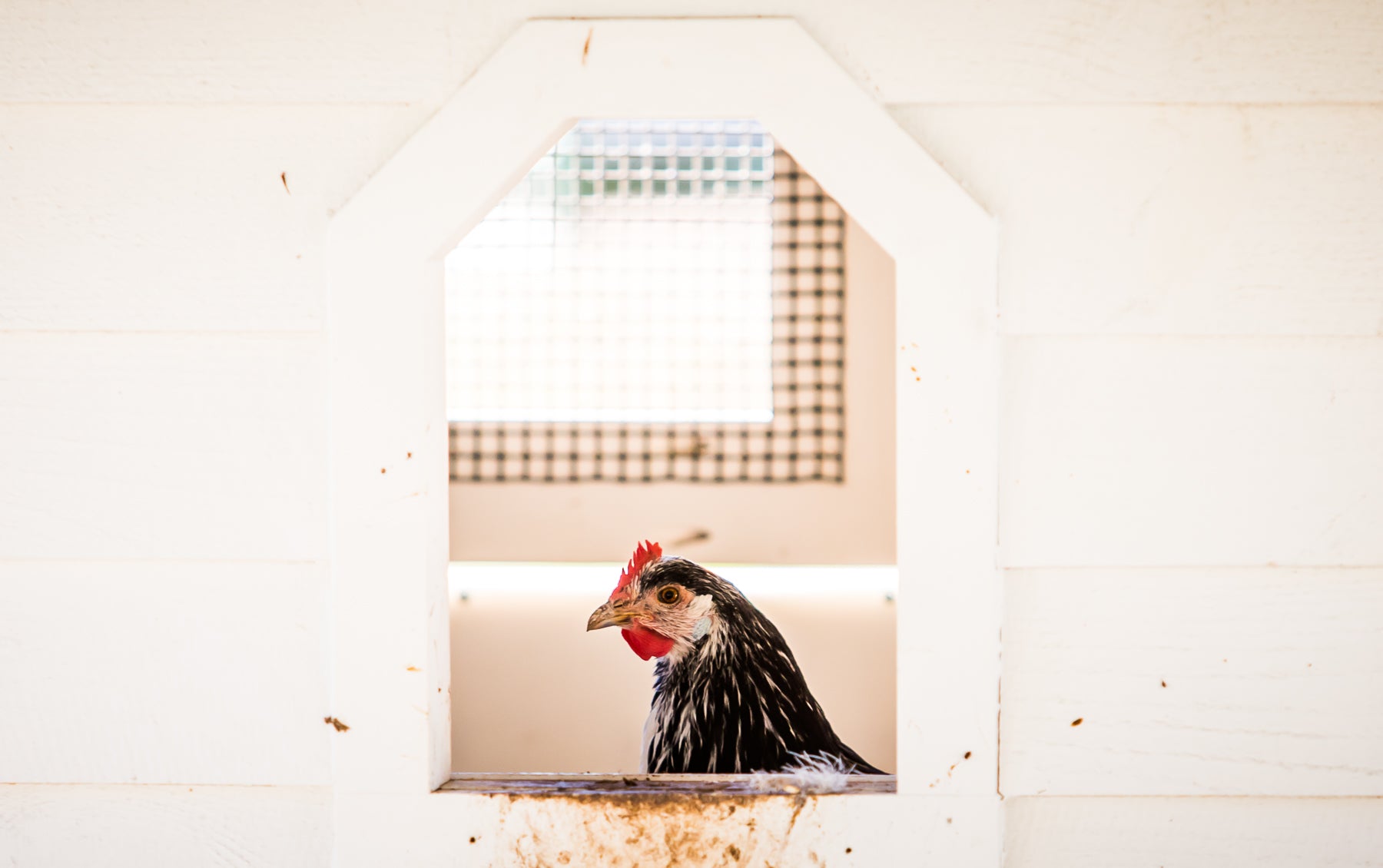 A black and white chicken with a red comb stands inside a white wooden coop, looking out through a small window framed by a geometric opening.