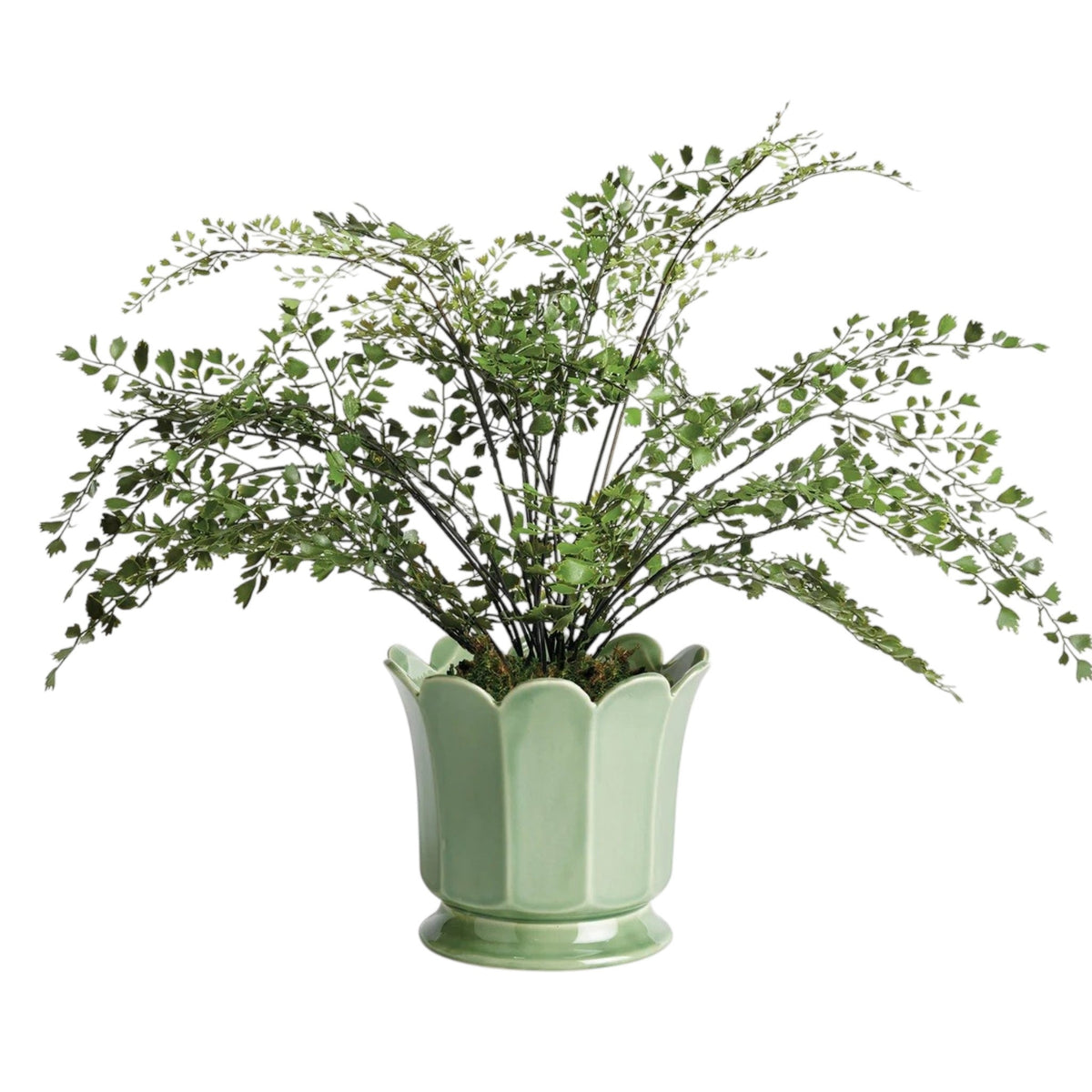 The NAPA HOME AND GARDEN Maline Footed Pot in Green, Large, features a light green ceramic finish with a scalloped, petal-like rim and a flared, rounded base. This elegant vase by NAPA HOME AND GARDEN is photographed against a plain white background.