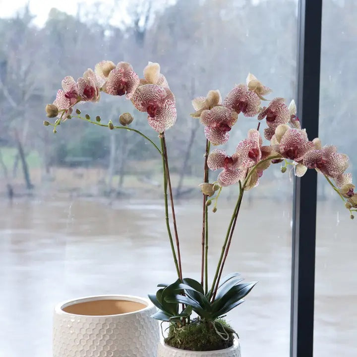 The NAPA HOME AND GARDEN Speckled Pink Phalaenopsis Orchid Drop In, 32”, features tall stems with pink and red-speckled blooms in a gray ceramic pot, offering maintenance-free orchid beauty for your space.