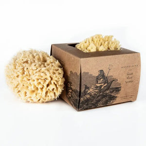 A boxed BAUDELAIRE Bath Sea Sponge Gift Box, Small, rests on a table, partially opened to display the natural yellow bath sponge inside. The packaging showcases vintage-style illustrations and text, while a bottle and another sponge appear blurred in the background.
