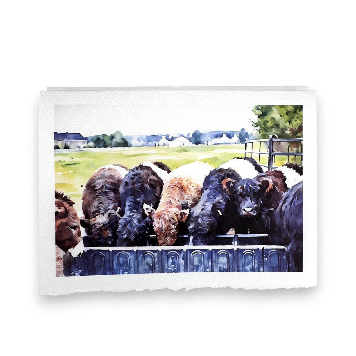 The PICTURE SALON FEARRINGTON SIGNATURE COLLECTION &quot;FEEDIN&#39; TIME&quot; watercolor greeting card features fluffy cows at a metal trough in a green pasture—ideal as a premium or charming Fearrington blank card.