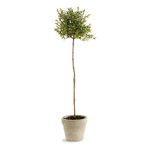 The NAPA HOME AND GARDEN - THYME TOPIARY 16 features two small, realistic thyme topiary trees with slender trunks and round leafy tops, offering charming, no-maintenance decor for any rustic space.