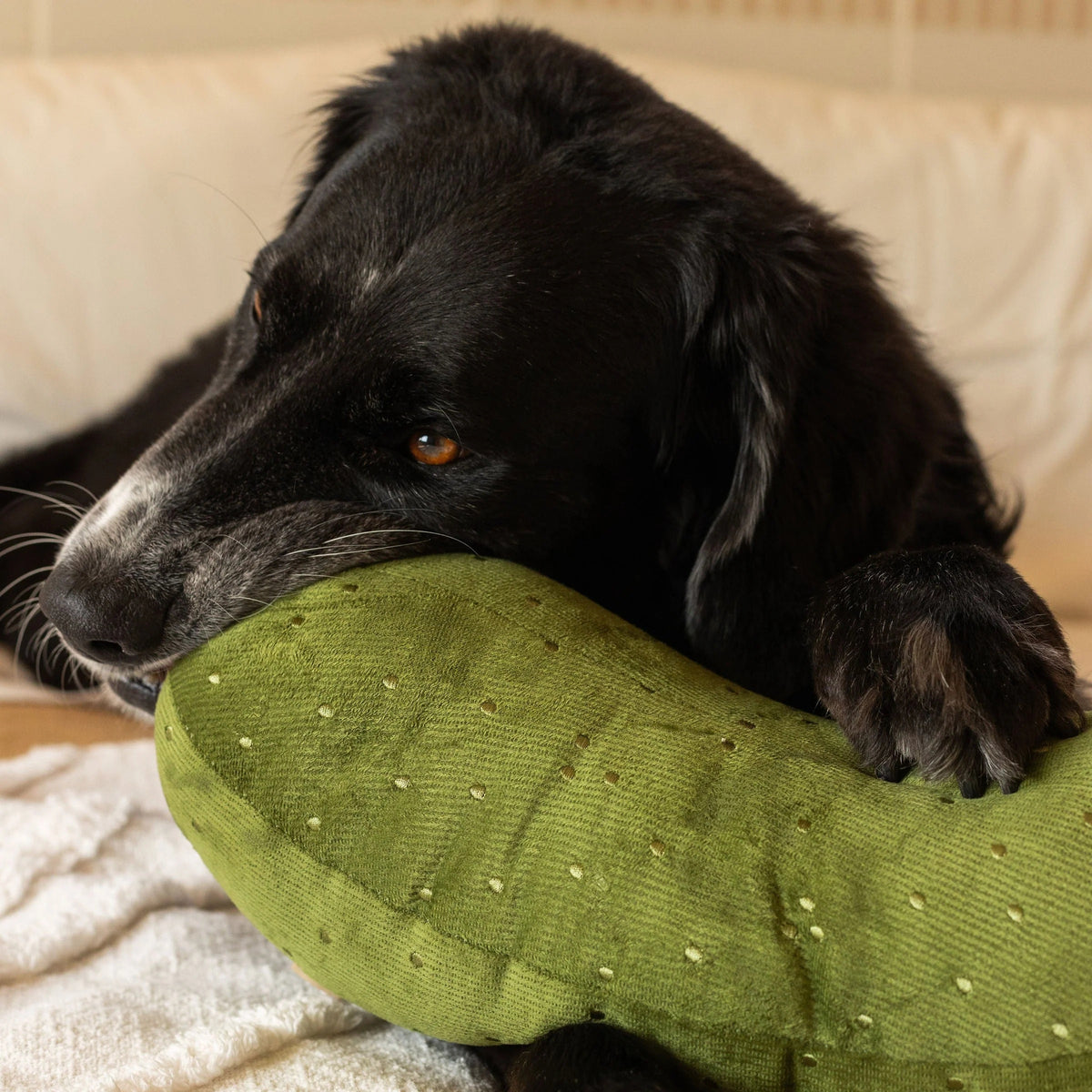 A black dog lies on a white textured blanket, holding the LAMBWOLF COLLECTIVE - GIANT PICKLE DOG TOY—a green, polka-dotted toy—under one paw, its tongue sticking out.