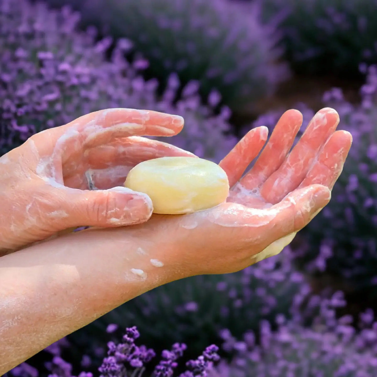 L&#39;AUGUSTE PROVENCE – THE ESSENCE OF PROVENCE Lavender Soap, a round handmade French soap wrapped in cloth with a lavender field and tree motif, rests in an open L&#39;AUGUSTE PROVENCE gift box beside its lid and scattered lavender buds.