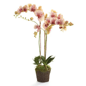 The NAPA HOME AND GARDEN Speckled Pink Phalaenopsis Orchid Drop In, 32”, features tall stems with pink and red-speckled blooms in a gray ceramic pot, offering maintenance-free orchid beauty for your space.