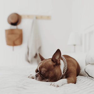 Two LAMBWOLF COLLECTIVE NEW JUPITER Dog Collars in small, one in beige and one in gray, are stacked on a light wooden surface against a plain, light-colored wall. Designed by LAMBWOLF COLLECTIVE, each collar combines cushioned comfort with sturdy durability, making them perfect for everyday wear.