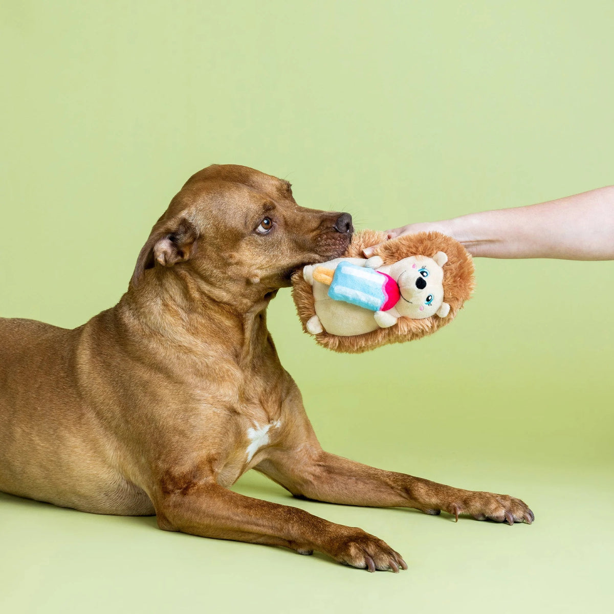 Bring extra fun to playtime with the PET SHOP BY FRINGE STUDIO "Be Cool, Be Hedgy" Plush Dog Toy—a plush hedgehog with soft brown fur, a cheerful smile, and a vibrant blue and pink popsicle. This adorable dog toy also features crinkle material inside for added excitement during play.