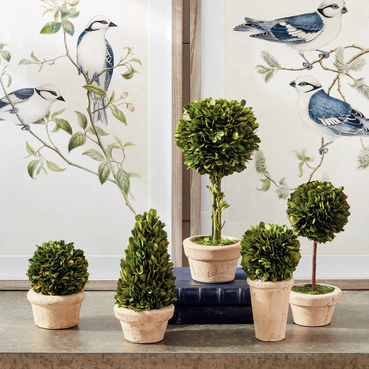 boxwood house plant NAPA HOME AND GARDEN - BOXWOOD TOPIARIES IN POTS
