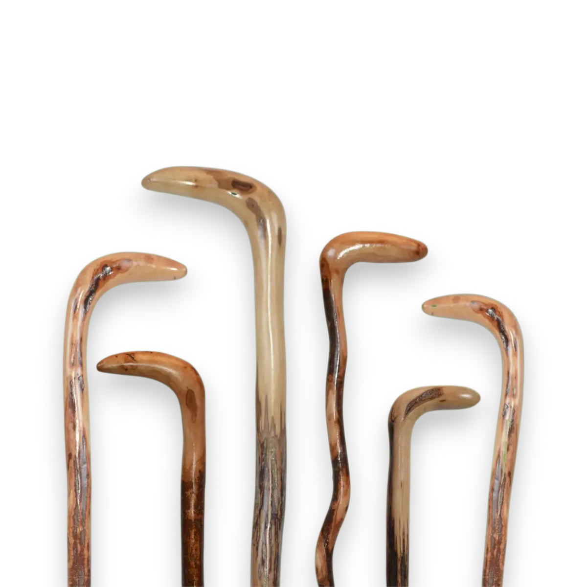 Six HARVY CANES - WILD WOOD ROOT CANES stand upright against a white background, each from HARVY CANES featuring unique curved handles and distinct shapes.