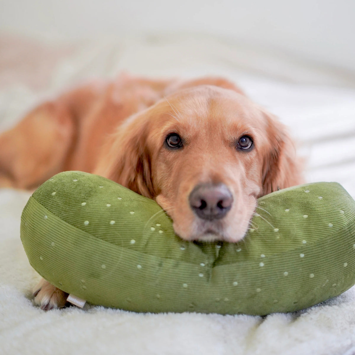 A black dog lies on a white textured blanket, holding the LAMBWOLF COLLECTIVE - GIANT PICKLE DOG TOY—a green, polka-dotted toy—under one paw, its tongue sticking out.
