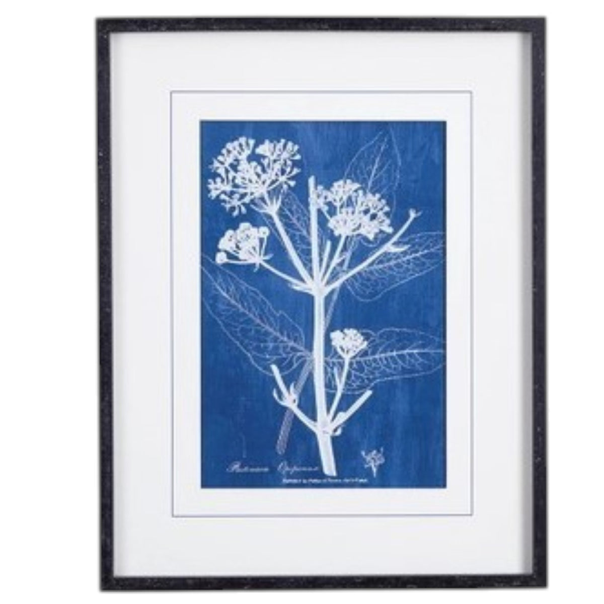 NAPA HOME AND GARDEN's Cyanotype Queen Anne Lace Prints: set of four framed botanical prints featuring white plant illustrations on blue backgrounds, arranged in a 2x2 grid with white mats and black frames.