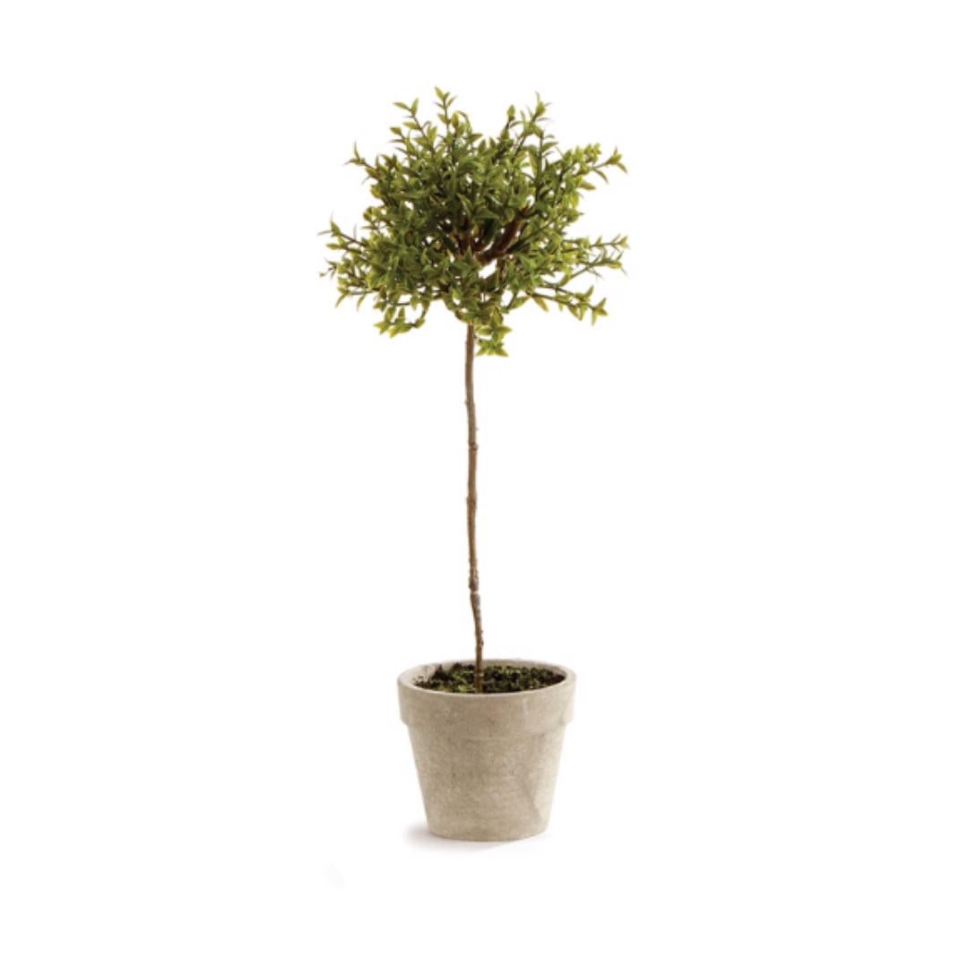 The NAPA HOME AND GARDEN Thyme Topiary 13 features a realistic potted plant with a slender trunk and small, round foliage ball in a gray pot. This maintenance-free topiary adds charm to any space effortlessly.