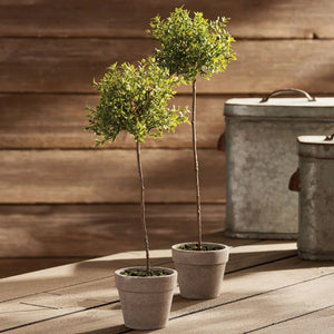 The NAPA HOME AND GARDEN - THYME TOPIARY 16 is a realistic artificial thyme tree with a slender trunk and round green top, set in a light pot—ideal as a no-maintenance décor piece by NAPA HOME AND GARDEN.