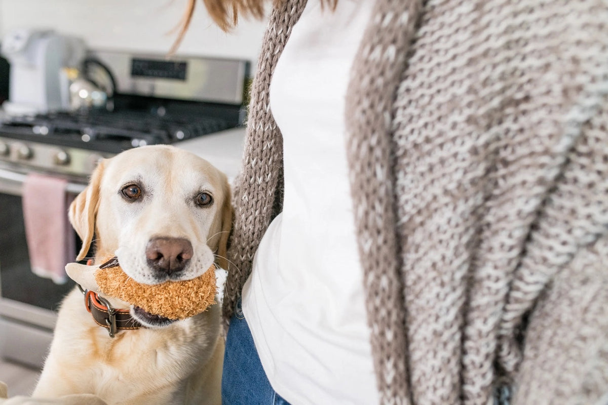 The AMERICAN CLASSIC FRIED CHICKEN dog toy by PLAY PET LIFESTYLES/BRANDS is a plush toy shaped like a fried chicken drumstick, featuring a textured orange-brown “meat” section and a smooth beige “bone” end.