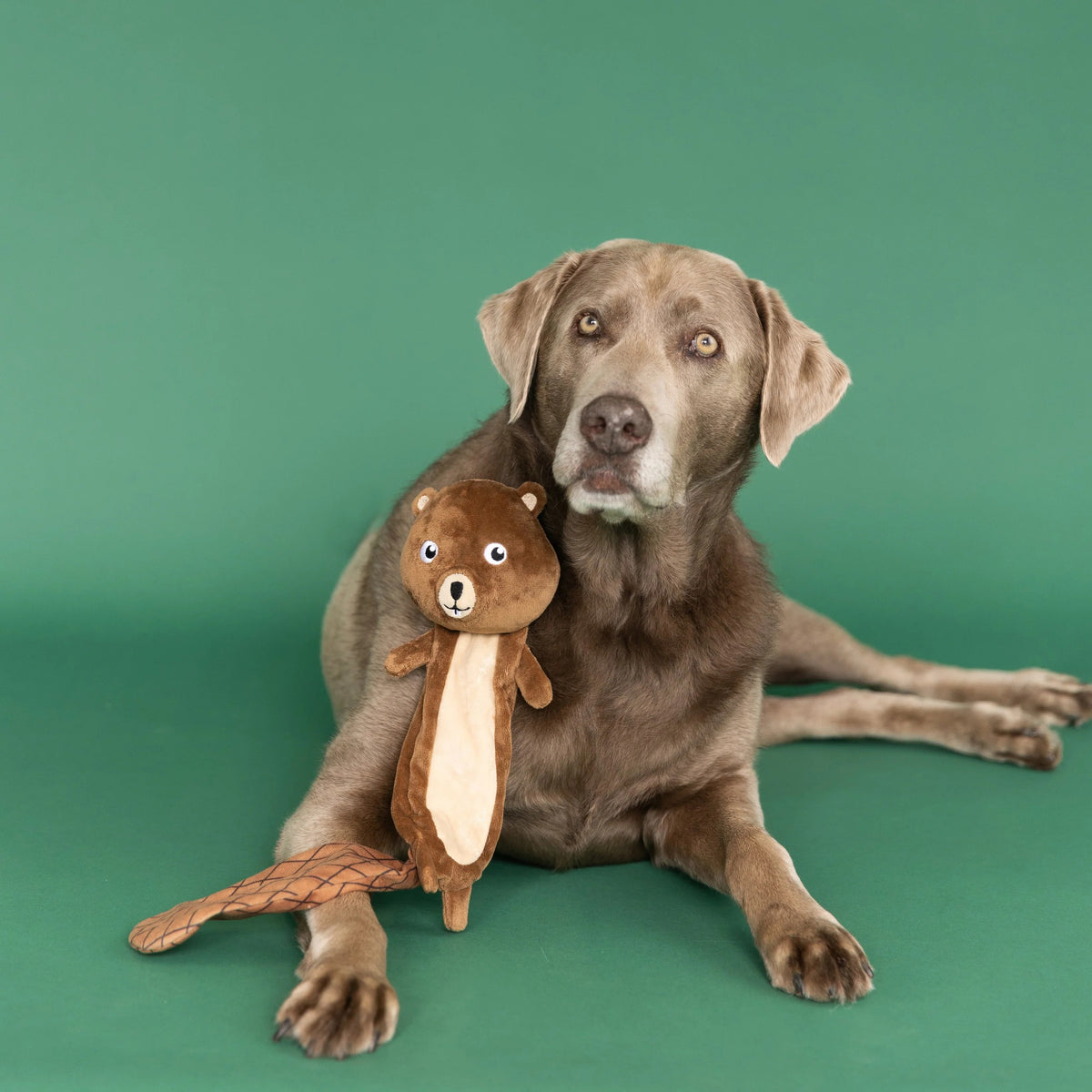 Meet the PET SHOP BY FRINGE STUDIO "MR. GNAW IT ALL" Flattie Dog Toy—a plush beaver toy featuring a super loud squeaker in the head, an ultra-soft plush body, and a diamond-patterned tail with crazy crinkle paper. This brown squeaky dog toy has a light beige belly and tail for extra fun and cuddle appeal.