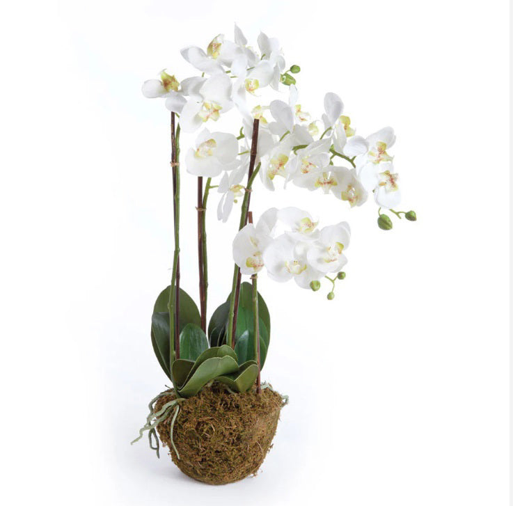 The NAPA HOME AND GARDEN - PHALAENOPSIS ORCHID DROP IN 30 features lifelike blooms and broad green leaves in a moss-covered pot, displayed on a bronze tray with a neutral painting and white-paneled wall behind.
