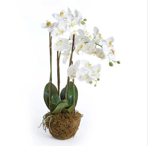 The NAPA HOME AND GARDEN - PHALAENOPSIS ORCHID DROP IN 30 features lifelike blooms and broad green leaves in a moss-covered pot, displayed on a bronze tray with a neutral painting and white-paneled wall behind.