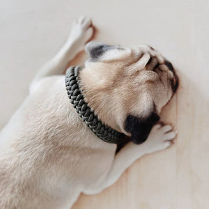 Two LAMBWOLF COLLECTIVE NEW JUPITER Dog Collars in small, one in beige and one in gray, are stacked on a light wooden surface against a plain, light-colored wall. Designed by LAMBWOLF COLLECTIVE, each collar combines cushioned comfort with sturdy durability, making them perfect for everyday wear.