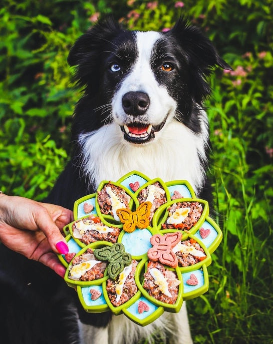A black and white dog eats treats from a green MANDALA ETRAY SLOW FEEDER ENRICHMENT DOG BOWL by SODA PUP on a light wooden floor in a cozy room with green plants and a beige chair.
