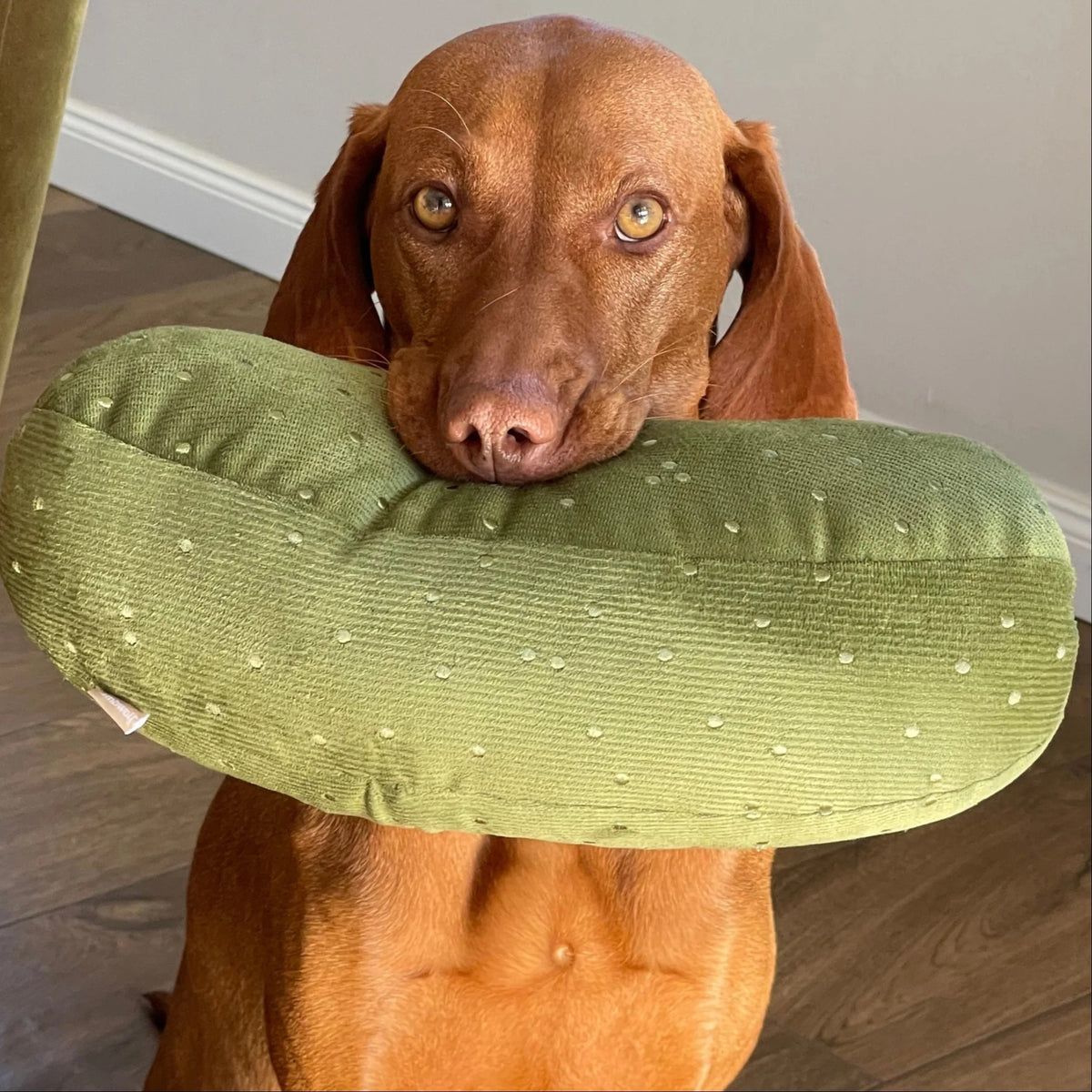 A black dog lies on a white textured blanket, holding the LAMBWOLF COLLECTIVE - GIANT PICKLE DOG TOY—a green, polka-dotted toy—under one paw, its tongue sticking out.
