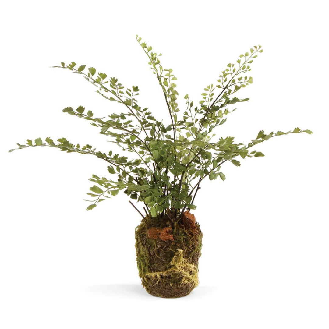 The NAPA HOME AND GARDEN - DROP IN MAIDENHAIR FERN 13" features delicate green fern leaves in a round moss base with gracefully splayed fronds, adding lush elegance and naturalistic texture to your space.