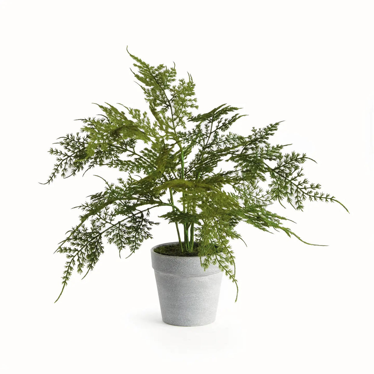 The NAPA HOME AND GARDEN - PLUMOSA FERN DROP IN 13" displays its graceful, feathery green leaves in a sleek gray pot, perfect for enhancing your home with low-maintenance elegance against a plain white background.