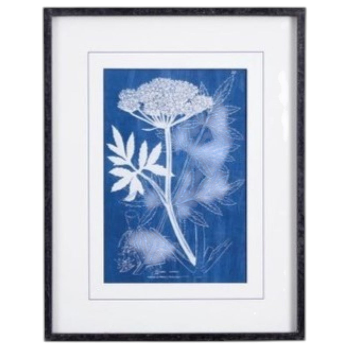 NAPA HOME AND GARDEN's Cyanotype Queen Anne Lace Prints: set of four framed botanical prints featuring white plant illustrations on blue backgrounds, arranged in a 2x2 grid with white mats and black frames.