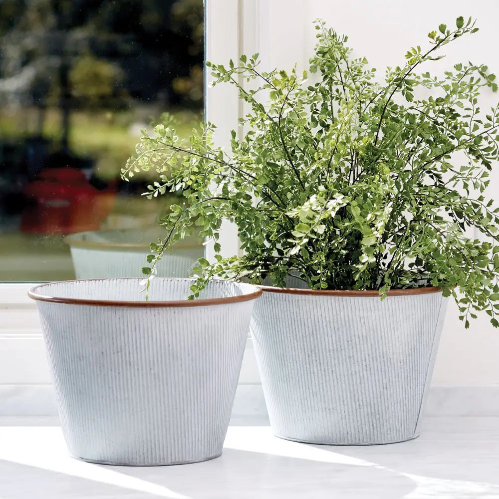 The NAPA HOME AND GARDEN - MAIDENHAIR DROP-IN 23" features lush green leaves and delicate fronds in a round soil root ball, ideal for low-light areas. The visible roots enhance its appeal as seasonal décor against a simple white background.