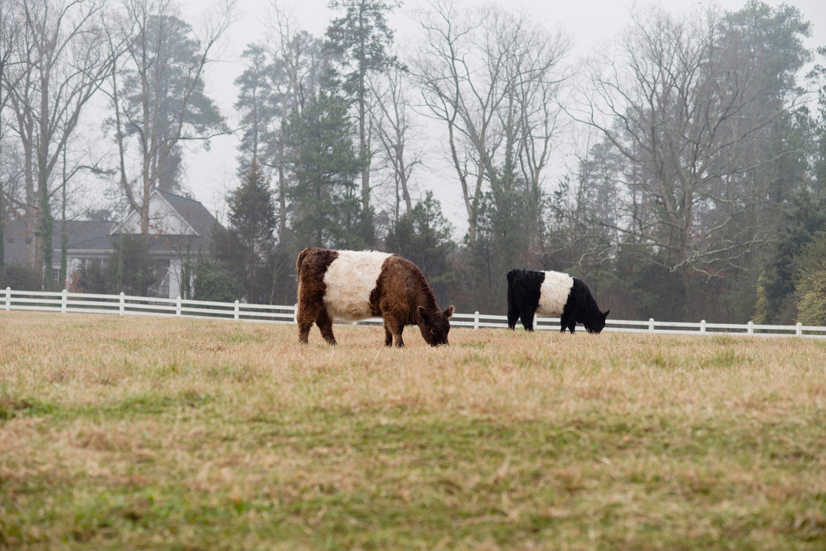 Two Belted Galloway cows with distinctive white bands around their middles graze in a grassy field. In the background, bare trees and a white fence surround a distant house on a foggy day.