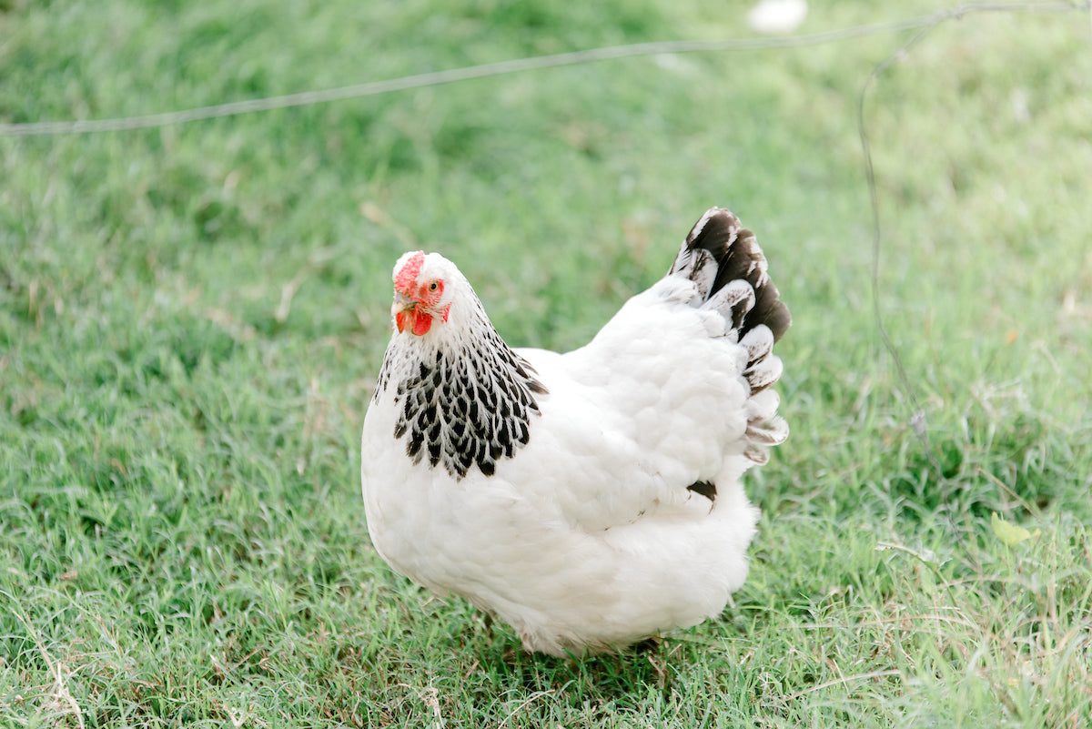 A white chicken with black-tipped feathers on its neck and tail stands on green grass, looking toward the camera.