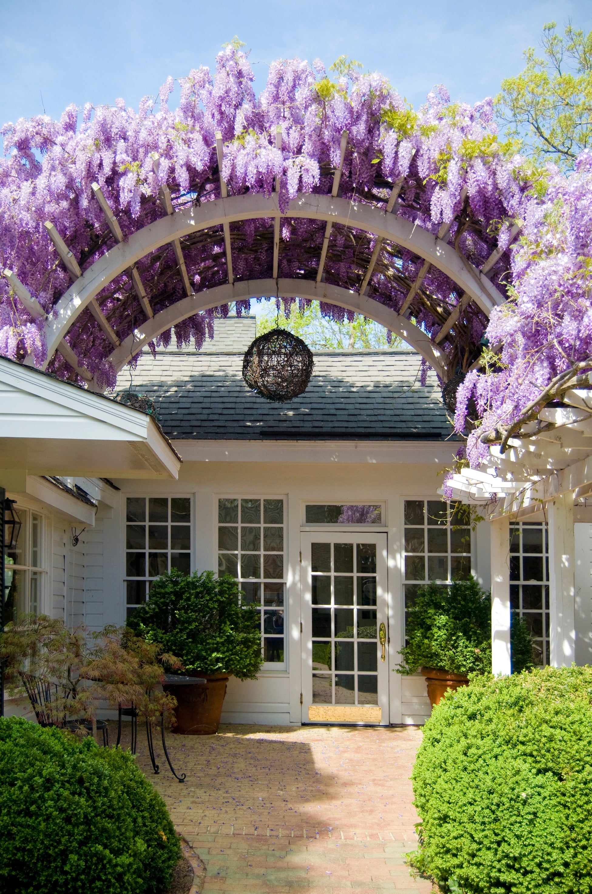 A white trellis arch covered in blooming purple wisteria flowers stands over a brick walkway leading to a white French door entrance, surrounded by potted plants and manicured green bushes.