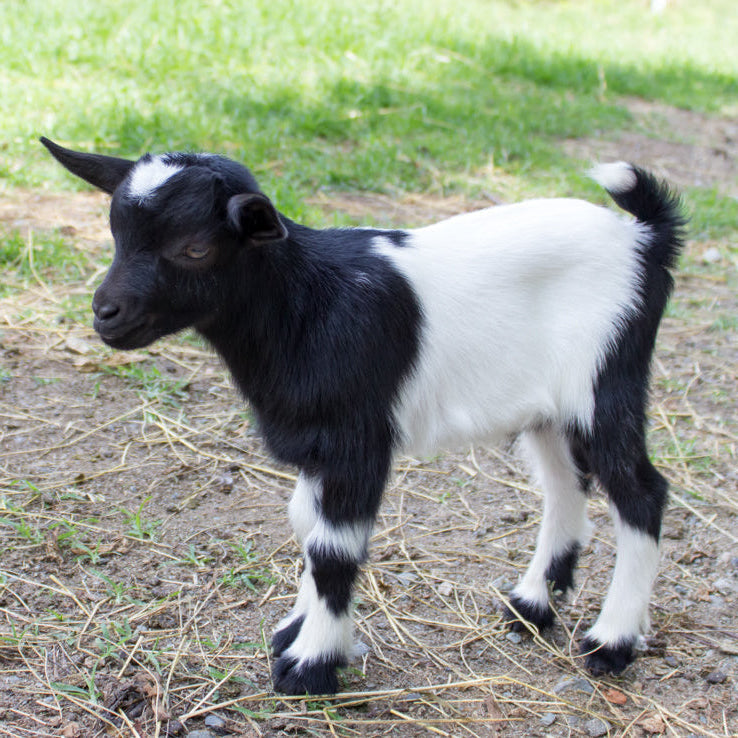 A young black and white baby goat stands on a patch of dirt and straw with green grass in the background.
