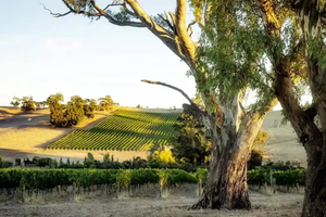 A large tree stands in the foreground with rows of grapevines and rolling hills basking in clear sunlight, capturing the idyllic scenery that inspires FEARRINGTON VILLAGE’s Wine Class: High & Dry - Clare Valley Wines.