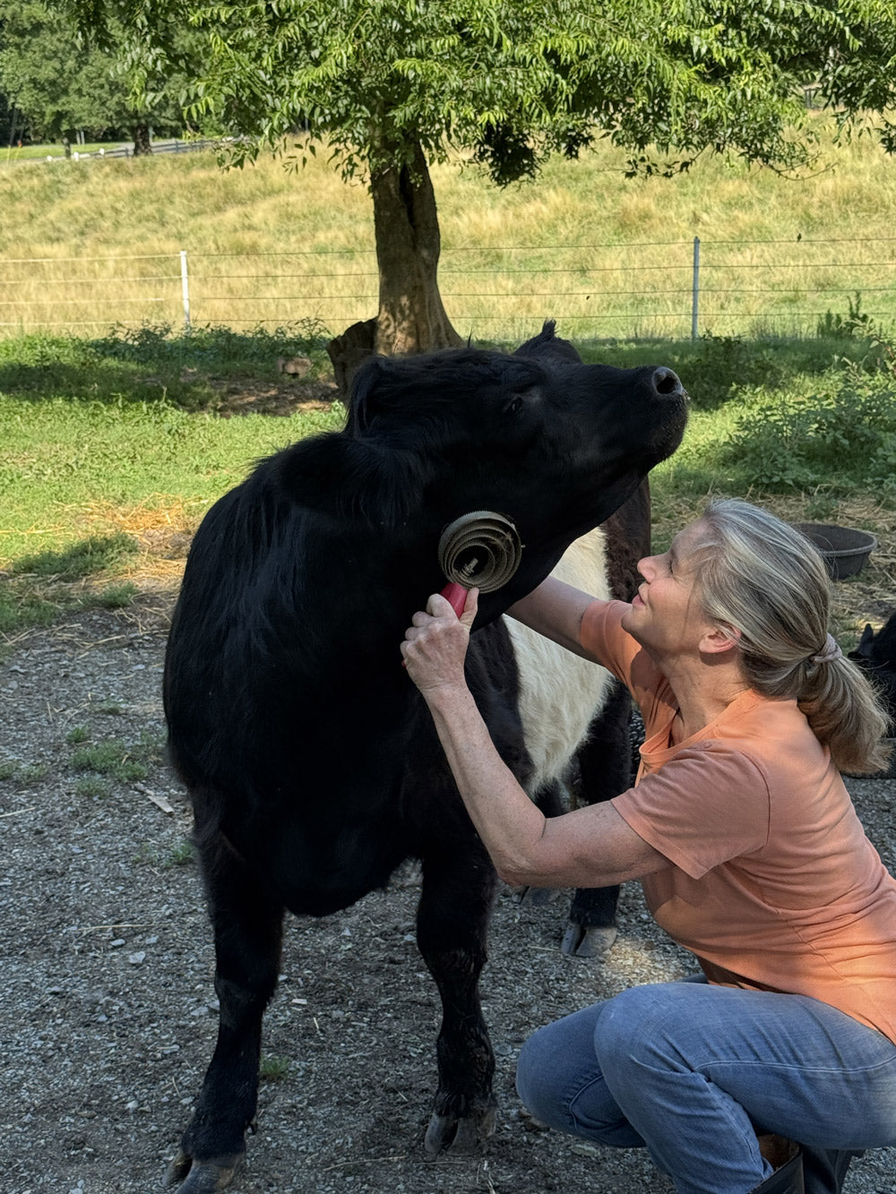 A woman in an orange shirt kneels on the ground, brushing the neck of a black cow with a metal grooming tool outdoors on a sunny day. The cow appears to enjoy the grooming, stretching its neck upward.