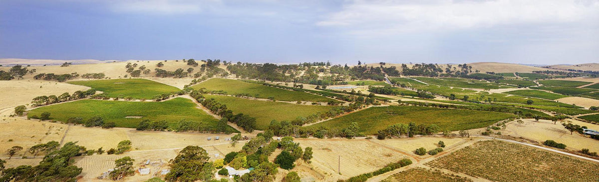 A large tree stands in the foreground with rows of grapevines and rolling hills basking in clear sunlight, capturing the idyllic scenery that inspires FEARRINGTON VILLAGE’s Wine Class: High & Dry - Clare Valley Wines.