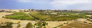 A large tree stands in the foreground with rows of grapevines and rolling hills basking in clear sunlight, capturing the idyllic scenery that inspires FEARRINGTON VILLAGE’s Wine Class: High & Dry - Clare Valley Wines.