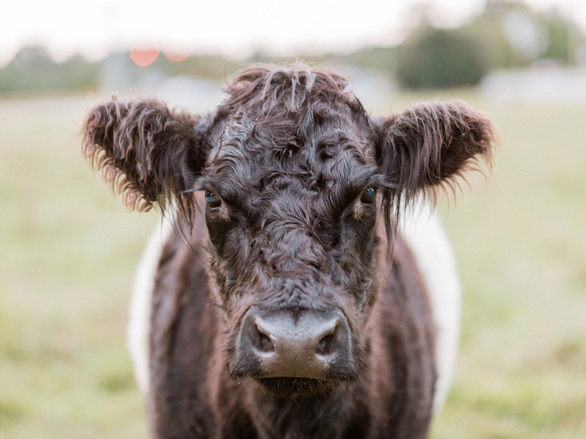 A close-up photo of a black and white cow standing in a grassy field, looking directly at the camera with a blurred background of trees and sky.