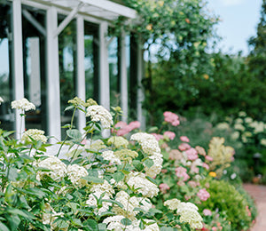 A lush garden with blooming white and pink flowers grows beside a white-framed glass house, with greenery and a brick pathway in the background under a bright sky.