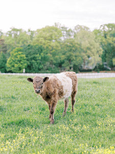 A young brown and white calf stands in a grassy field with yellow wildflowers, surrounded by green trees in the background under a cloudy sky.