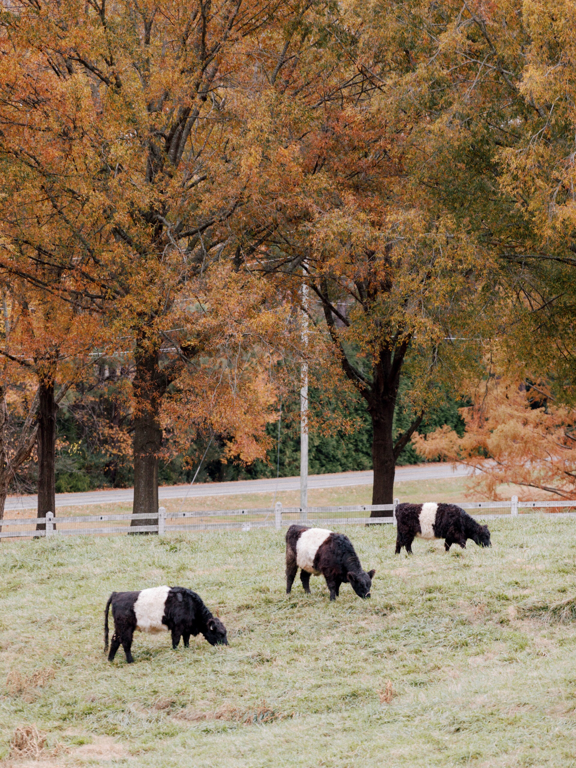 Three black and white cows graze on a grassy field in front of trees with autumn foliage, featuring shades of orange and brown. A white fence and a road are visible in the background.