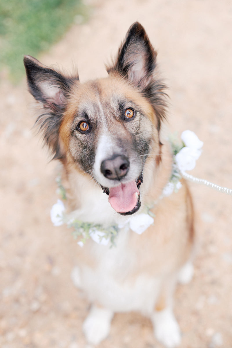 A happy brown and white dog with upright ears sits on a sandy path, looking up at the camera with its mouth open and tongue out, wearing a floral collar made of white flowers.