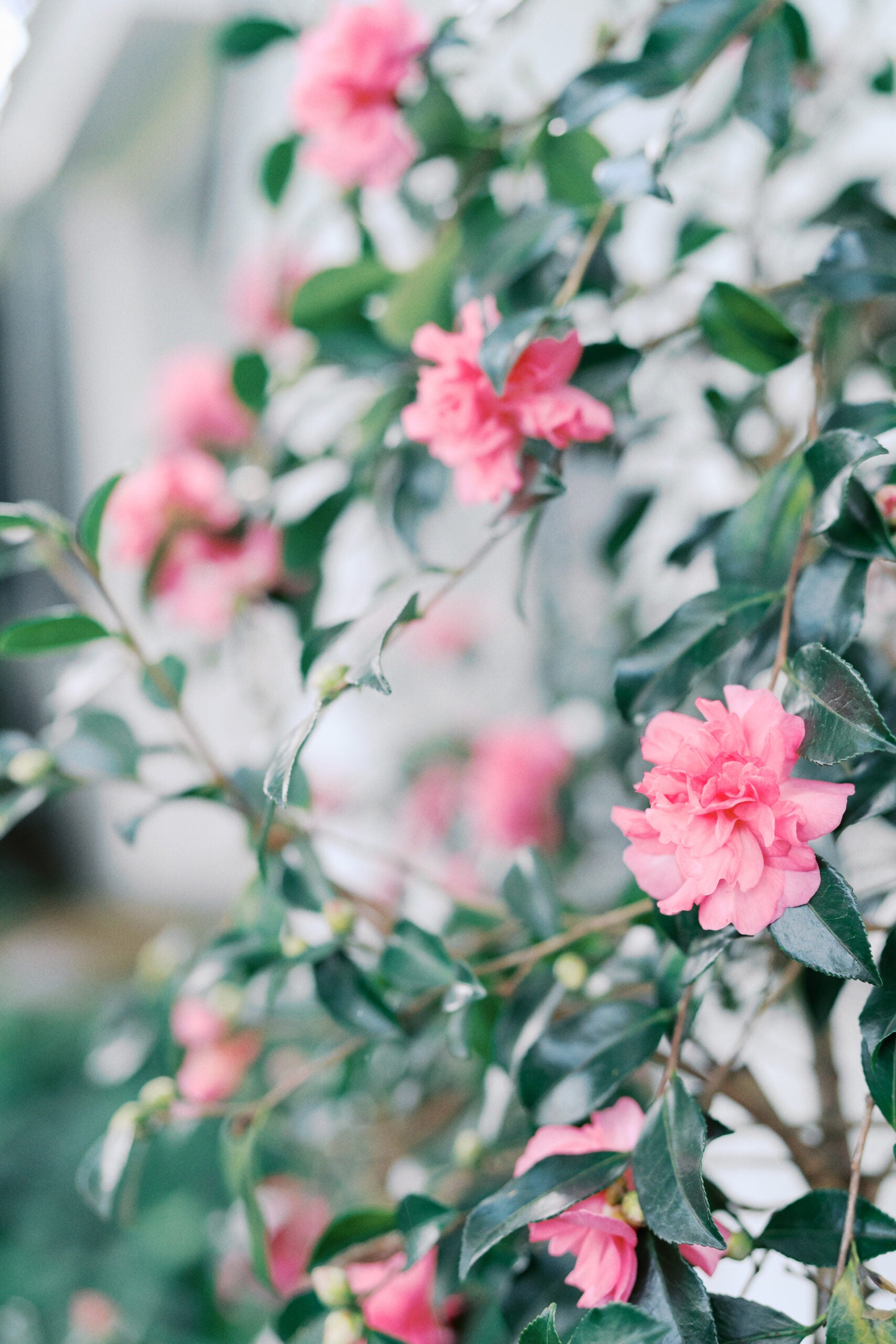 A close-up of a flowering bush with lush green leaves and clusters of bright pink blooms in soft, natural light. The background is blurred, drawing attention to the vibrant flowers.