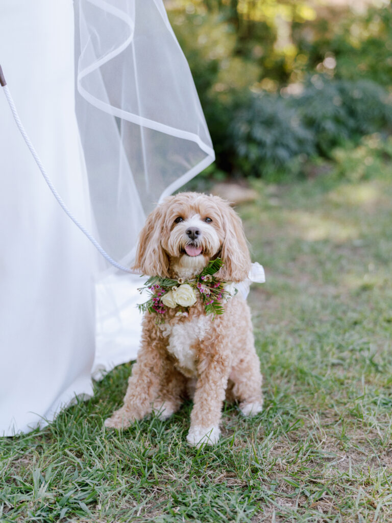A small, curly-haired dog with a flower collar sits on grass beside a bride in a white dress and veil, outdoors in a garden setting.